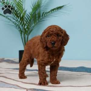 Elara, Miniature Poodle Puppy
